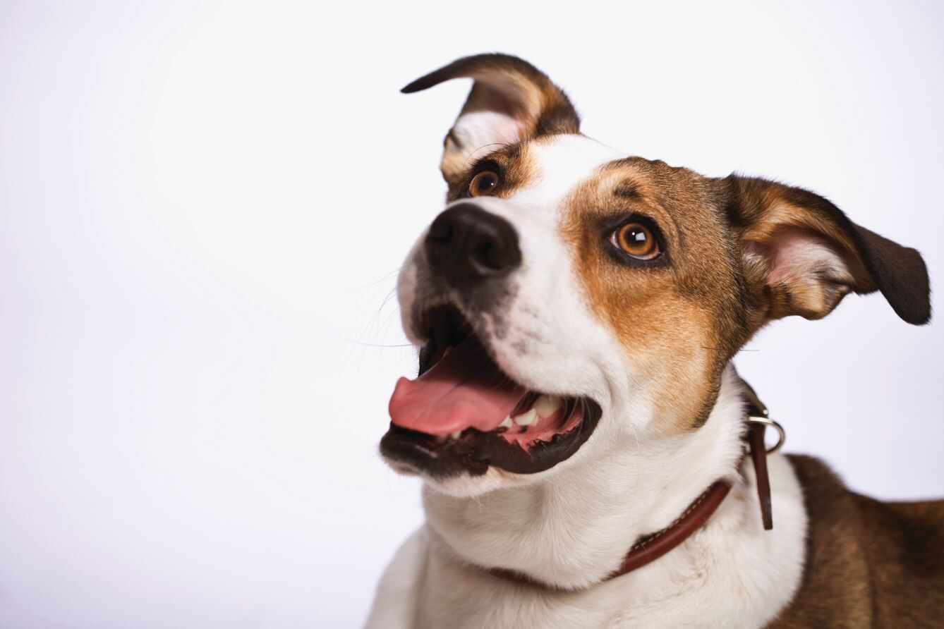 Mutt.JPG